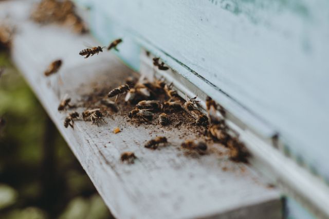 Drain flies breed in the organic film that builds up inside sink drains