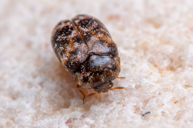 Carpet beetle larvae feed on natural fibers, causing irregular holes and damage