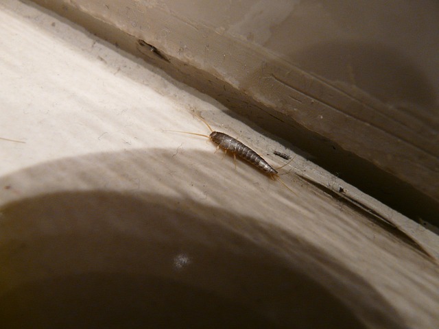 Silverfish thrive in humid bathroom environments