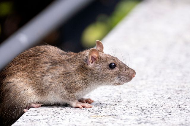 Foundation vents are essential for crawl space airflow but must be rodent-proofed