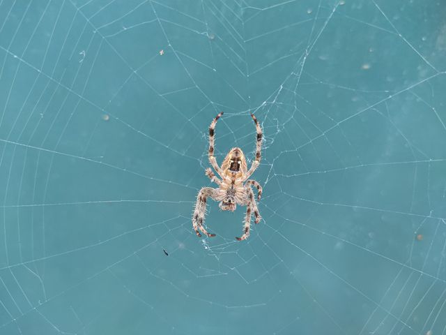 Basements provide spiders with ideal conditions: darkness, humidity, and prey insects
