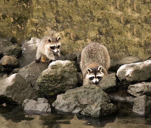 Two raccoons exploring a rocky riverbank along a quiet river